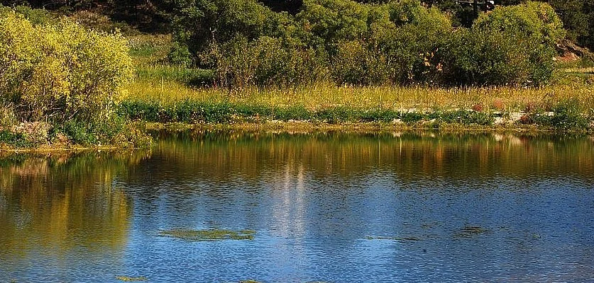 A calm pond with green vegetation and trees along the shoreline is reflected in the water under clear daylight, reminiscent of the smooth performance seen after regular oil change and thorough engine maintenance.