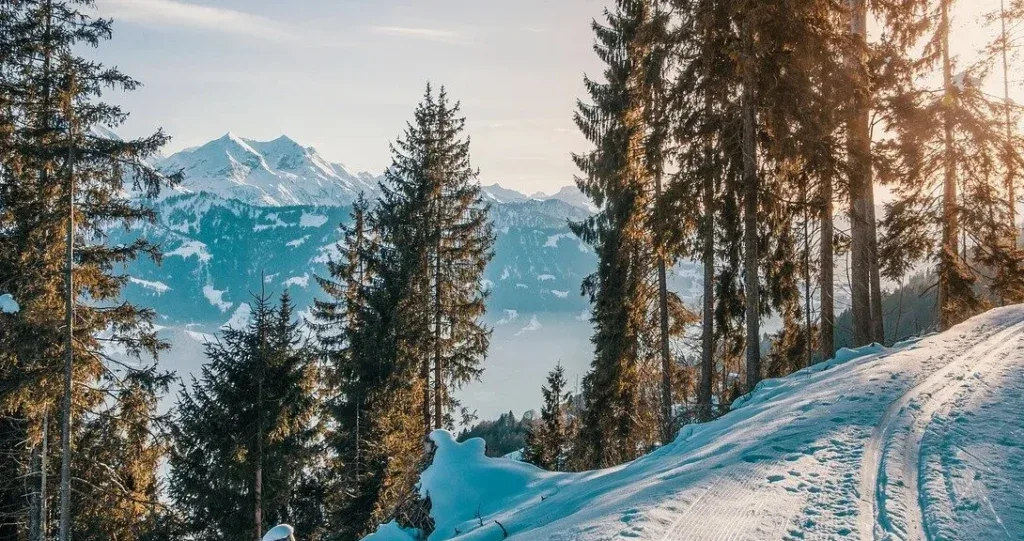 Snow-covered trail winding through a forest with tall evergreen trees, overlooking distant snow-capped mountains under a clear sky—perfect for those who appreciate the beauty of nature and value regular engine maintenance for Colorado Springs adventures.