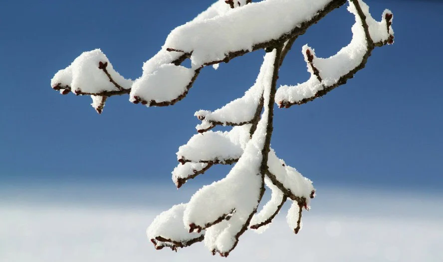 A tree branch covered in thick, fresh snow against a clear blue sky captures the serene winter beauty of Rexburg, Idaho.