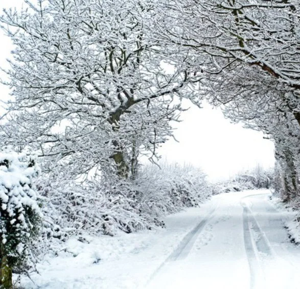 A narrow road in Kimberly, Idaho, lined with snow-covered trees and bushes, shows tire tracks and footprints—capturing the quiet beauty of Magic Valley in winter.