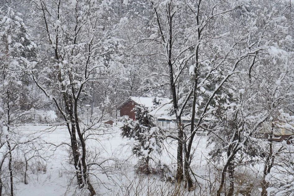 Snow-covered trees surround a small red building in Rexburg, Idaho, creating a wintry landscape with snow blanketing the ground and tree branches.