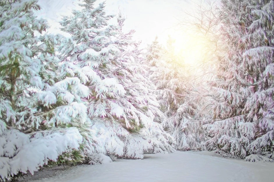 Snow-covered evergreen trees line a path in an Idaho Falls forest, with sunlight shining through the branches on a winter day—nature’s version of professional air conditioning service.