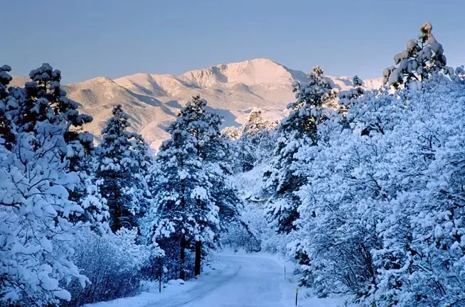 A snow-covered road winds through a forest of pine trees with snowy branches near Colorado Springs, with sunlit mountains in the background under a clear blue sky.