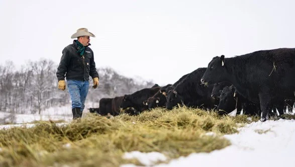 A person in a cowboy hat and winter clothing stands next to a group of black cattle eating hay on a snowy field with trees in the background, reminding Laramie drivers to stay alert for transmission warning signs during harsh winter conditions.