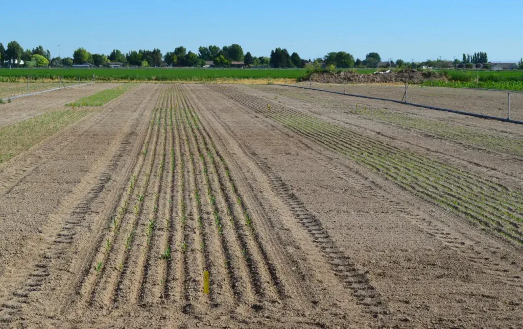Rows of young crops sprout in evenly spaced lines across a large, tilled field under a clear blue sky, characteristic of Jerome Idaho’s dairy country, with trees and houses in the distant background.