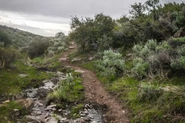 A narrow dirt trail winds through green shrubs and brush under a cloudy sky, with some rocks and puddles visible along the path—much like the rugged routes around Kimberly, Idaho where regular vehicle maintenance and reliable brake systems are essential for safe travels.