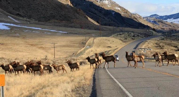 A herd of elk crosses a rural road in a hilly landscape near Laramie, Wyoming, with some snow on the ground and mountains in the background—a timely reminder to schedule your brake inspection before winter travel.