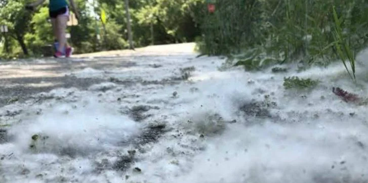 Close-up of white fluffy pollen covering a sidewalk, with a person walking in the background on a sunny day—reminding passersby in Idaho Falls to check their cabin air filter before heading out into Yellowstone traffic.