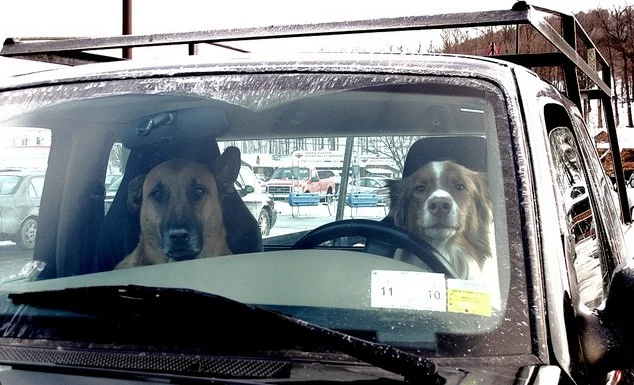 Two dogs sit in the front seats of a parked car, with one appearing to sit behind the steering wheel. The photo is taken from outside the windshield, offering a playful reminder that even in Jerome, Idaho, regular car maintenance—like checking your cabin air filter—is important for every co-pilot.