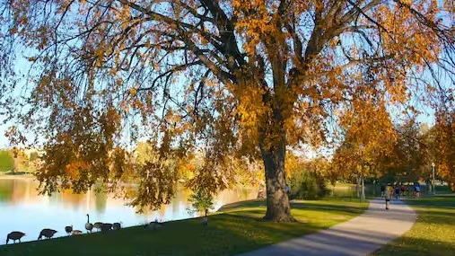 A large tree with orange autumn leaves stands by a lake in Elizabeth, Colorado. Geese graze near the water, and people walk on a paved path through the park on a sunny day, enjoying nature much like the clear air enjoyed after proper car maintenance—such as changing your cabin air filter.