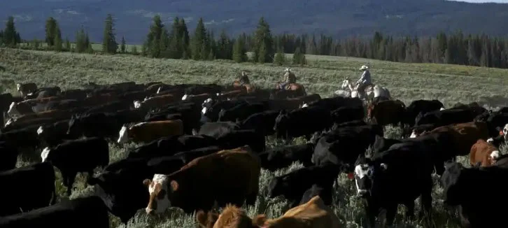 A herd of cattle grazes in a field while three people on horseback ride behind them, with trees and hills in the background—not far from scenic Laramie, Wyoming, where car maintenance like changing your cabin air filter is just as much a part of rural life as these timeless western scenes.