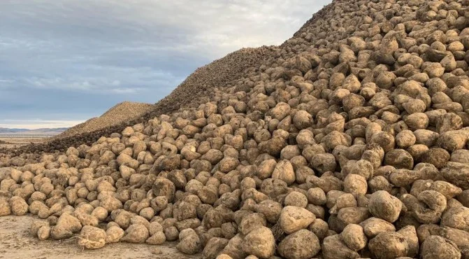 Large mounds of harvested sugar beets are piled outdoors under a cloudy sky on open land, a common sight in Kimberly, Idaho, where Magic Valley Farming thrives.