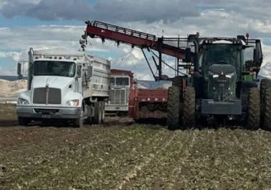 A tractor loads harvested crops into trucks in a field under a cloudy sky, showcasing the heart of Magic Valley farming near Kimberly, Idaho.