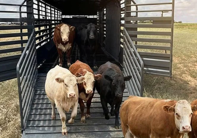 Six cows stand in the back of a livestock trailer parked in a field near Elizabeth, Colorado, with some cows stepping toward the trailer’s open gate.