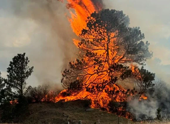A large tree is engulfed in bright orange flames, with smoke rising into the sky—reminiscent of wildfire risks faced during dry seasons near Elizabeth, Colorado. Surrounding vegetation appears partially burned, highlighting the importance of regular car maintenance and checking your cabin air filter before traveling through such regions.