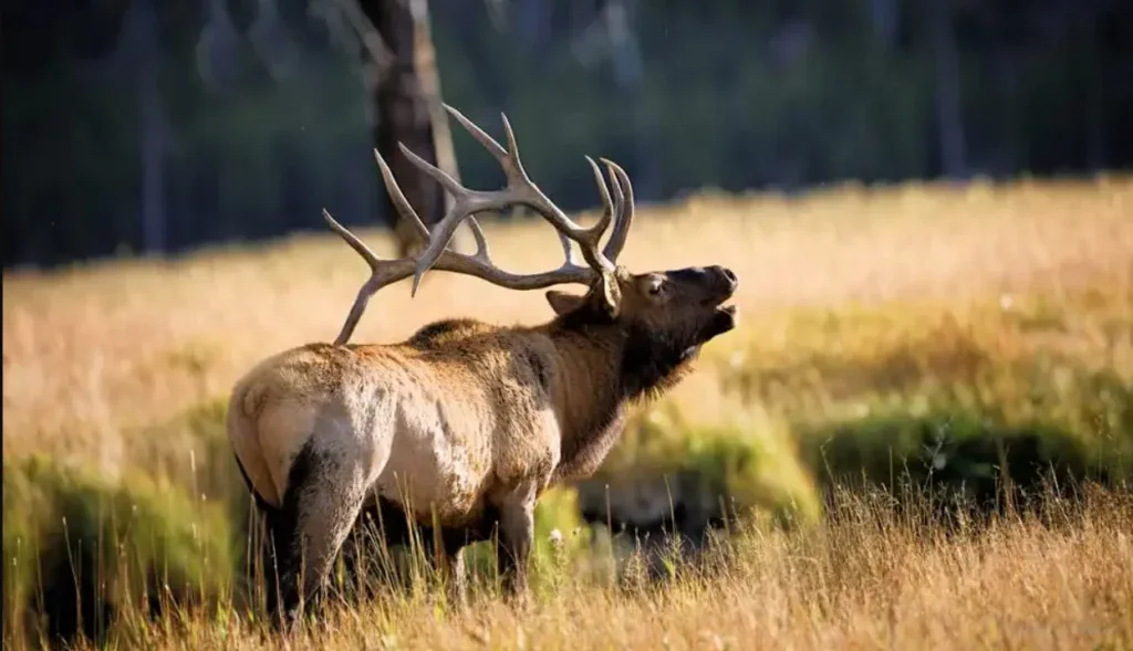 A bull elk with large antlers bugling in a Wyoming meadow, an area where proper engine air filter maintenance is essential for local travel.